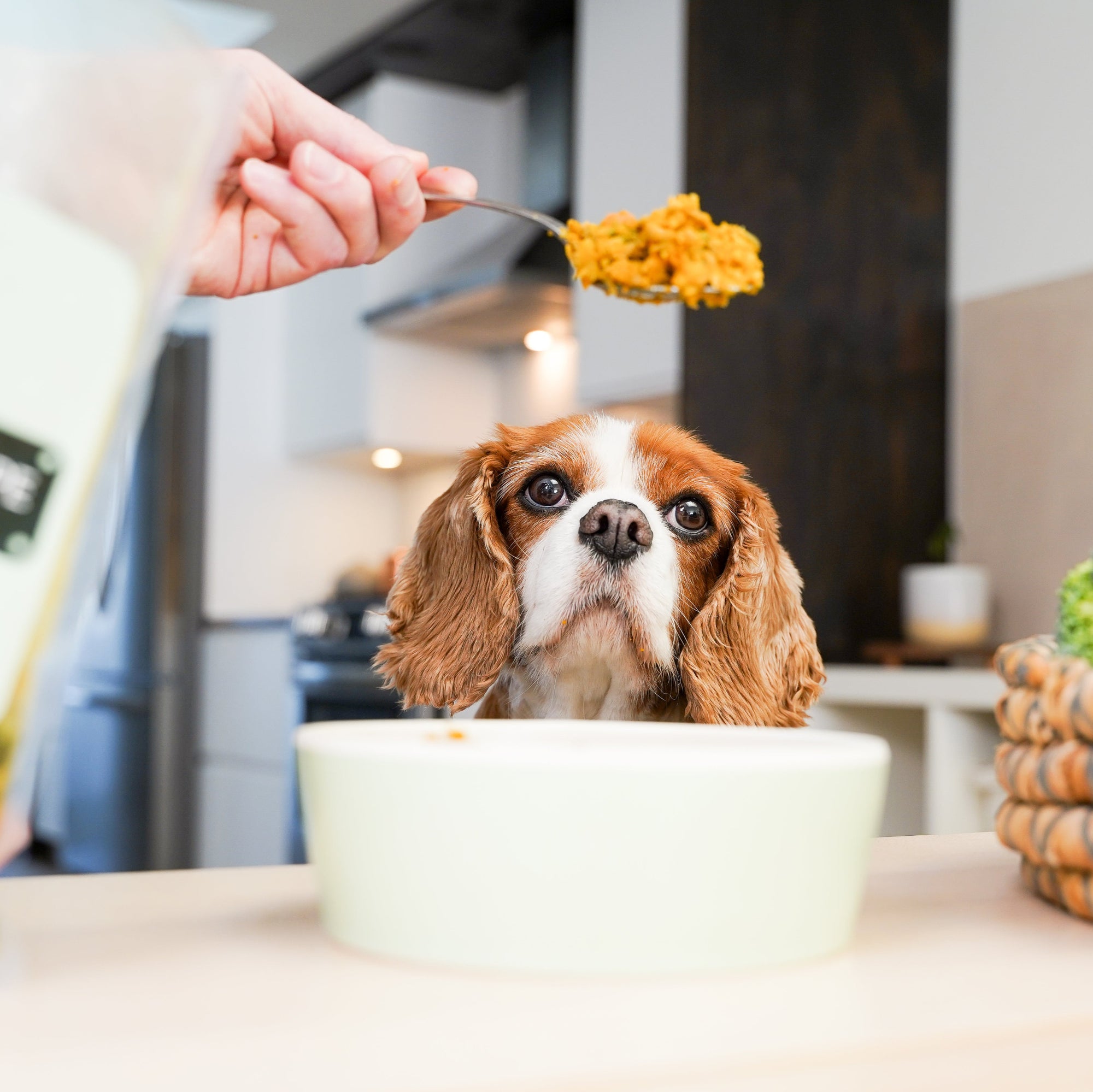 Large Box Sensitive Skin & Tummy Recipe