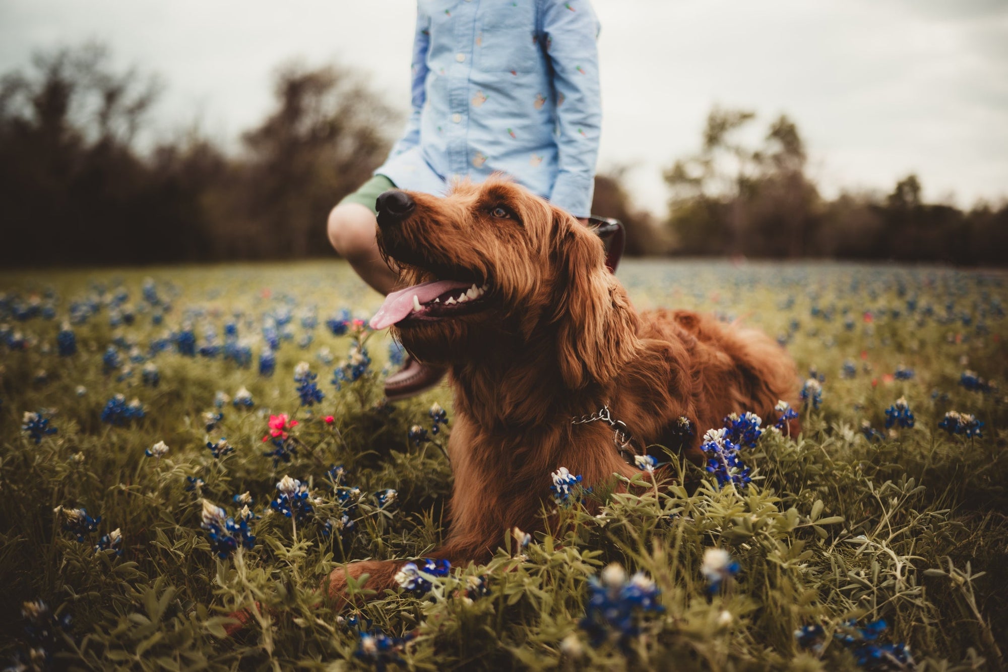 Choosing the Best Plant-Based Dog Food: What to Consider