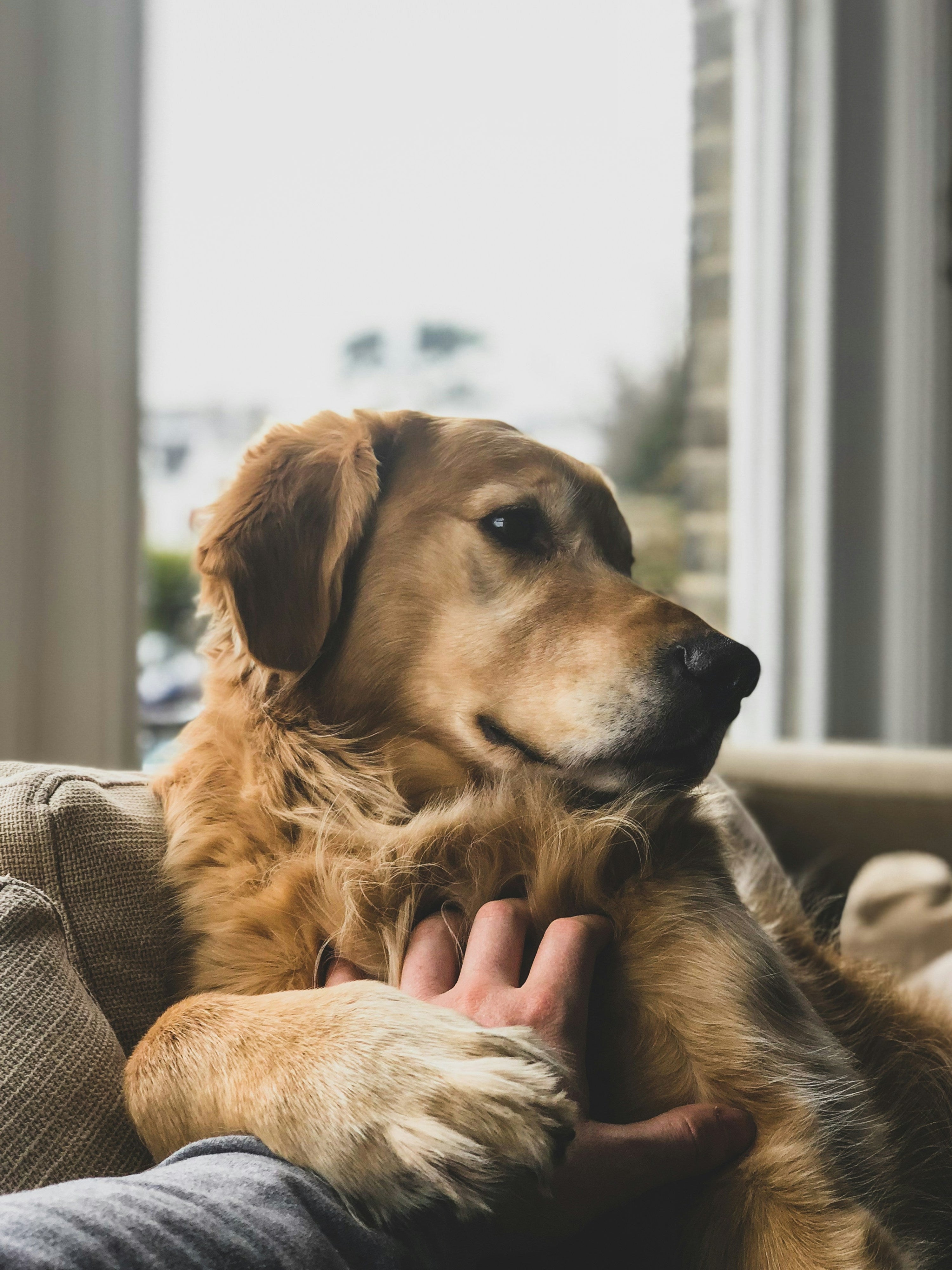 Understanding and Managing Food Allergies in Your Dog: A Complete Guide