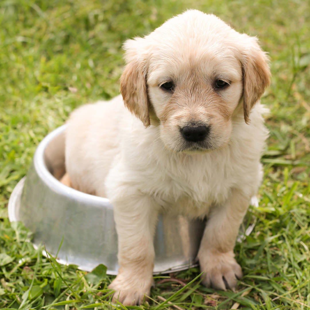 Bringing home a puppy? What to look for when choosing a puppy-approved diet