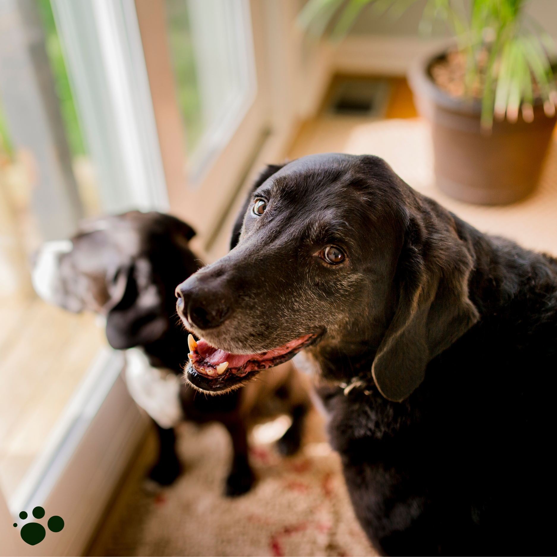 Is Your Dog Growing Old? Fresh Dog Food Helps Them Age Healthier, Study Shows